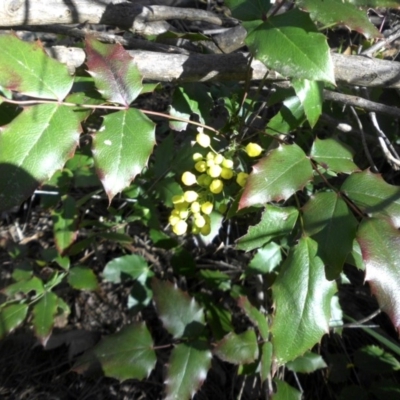 Berberis aquifolium (Oregon Grape) at Majura, ACT - 23 Sep 2016 by SilkeSma