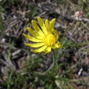 Microseris walteri at Campbell, ACT - 24 Sep 2016