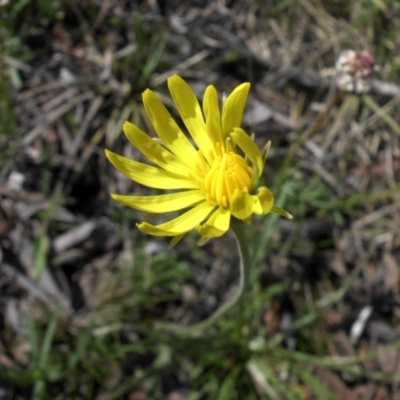 Microseris walteri (Yam Daisy, Murnong) at Campbell, ACT - 24 Sep 2016 by SilkeSma