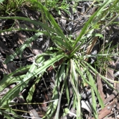 Microseris walteri at Campbell, ACT - 24 Sep 2016