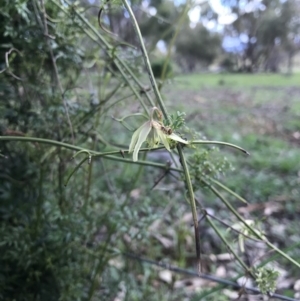 Clematis leptophylla at Hackett, ACT - 24 Sep 2016 02:19 PM