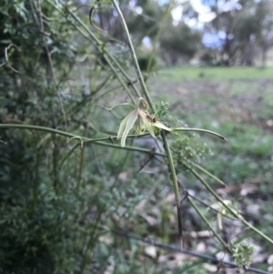 Clematis leptophylla at Hackett, ACT - 24 Sep 2016