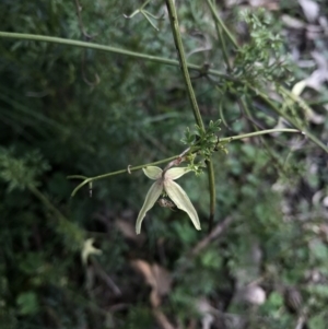 Clematis leptophylla at Hackett, ACT - 24 Sep 2016