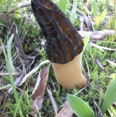 Morchella elata group (Morel) at Campbell, ACT - 24 Sep 2016 by SilkeSma