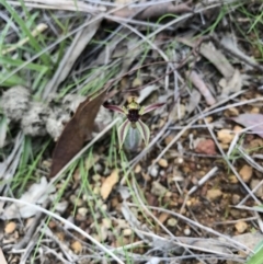 Caladenia actensis (Canberra Spider Orchid) at Hackett, ACT - 24 Sep 2016 by AaronClausen