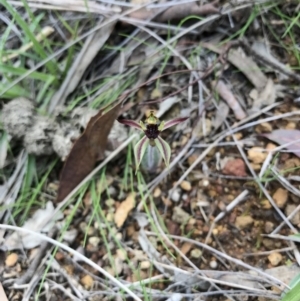 Caladenia actensis at suppressed - 24 Sep 2016