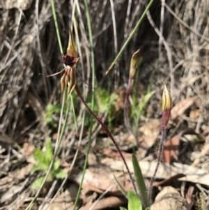 Caladenia actensis at suppressed - 24 Sep 2016