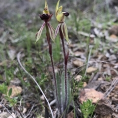 Caladenia actensis at suppressed - 24 Sep 2016