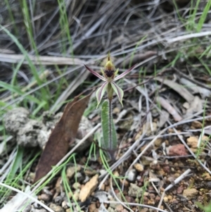 Caladenia actensis at suppressed - 24 Sep 2016