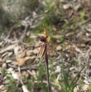 Caladenia actensis at suppressed - 24 Sep 2016