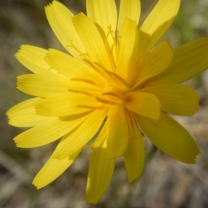 Microseris walteri at O'Connor, ACT - 24 Sep 2016