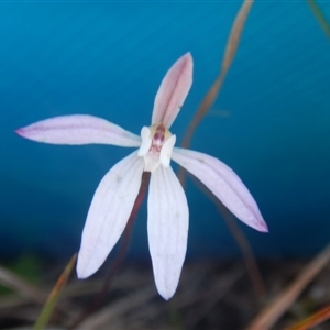 Caladenia fuscata at Point 124 - 24 Sep 2016