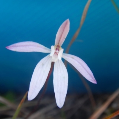 Caladenia fuscata (Dusky Fingers) at Point 124 - 24 Sep 2016 by MichaelMulvaney