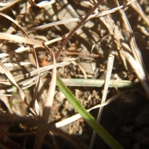 Caladenia fuscata at Point 124 - 24 Sep 2016