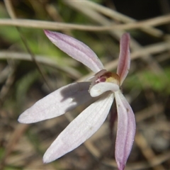 Caladenia fuscata at Point 124 - 24 Sep 2016