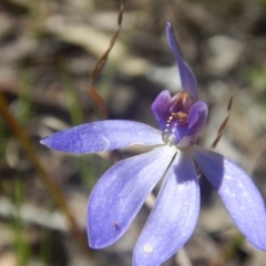 Cyanicula caerulea (Blue Fingers, Blue Fairies) at Bruce Ridge - 24 Sep 2016 by MichaelMulvaney