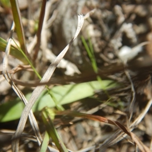 Cyanicula caerulea at Undefined Area - suppressed