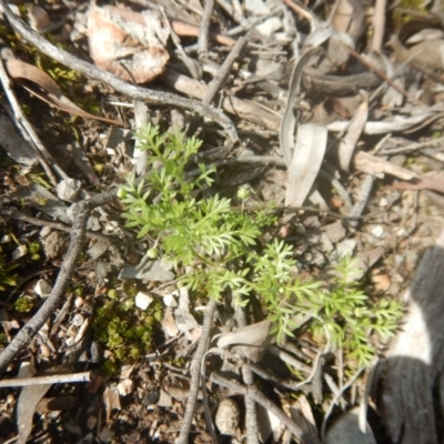 Cotula australis (Common Cotula, Carrot Weed) at Bruce Ridge - 24 Sep 2016 by MichaelMulvaney