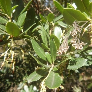 Arbutus unedo at O'Connor, ACT - 24 Sep 2016