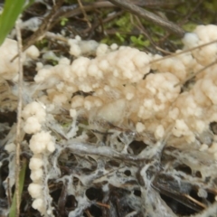 Myxomycete-plasmodium(class) (A slime mould) at Bruce Ridge - 24 Sep 2016 by MichaelMulvaney