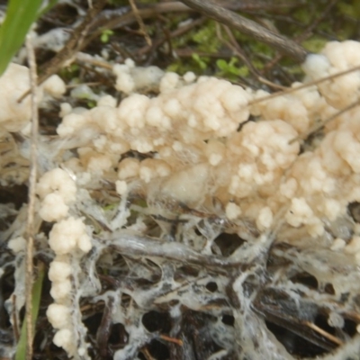 Myxomycete-plasmodium(class) (A slime mould) at Bruce Ridge - 24 Sep 2016 by MichaelMulvaney
