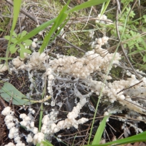 Myxomycete-plasmodium(class) at O'Connor, ACT - 24 Sep 2016