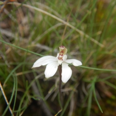 Caladenia fuscata (Dusky Fingers) at Bruce, ACT - 24 Sep 2016 by MichaelMulvaney