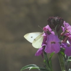 Pieris rapae (Cabbage White) at Fadden, ACT - 14 Aug 2016 by ArcherCallaway