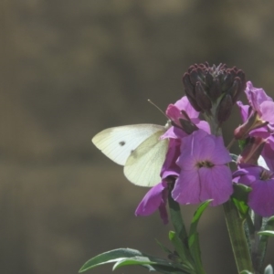 Pieris rapae at Fadden, ACT - 14 Aug 2016 01:16 PM