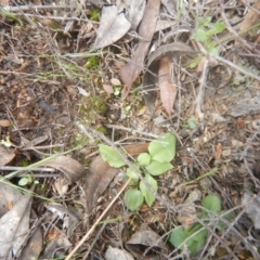 Speculantha rubescens (Blushing Tiny Greenhood) at Bruce, ACT - 24 Sep 2016 by MichaelMulvaney