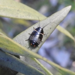 Ellipsidion australe (Austral Ellipsidion cockroach) at Waramanga, ACT - 14 Aug 2016 by ArcherCallaway