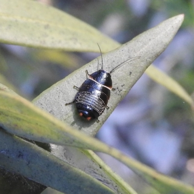 Ellipsidion australe (Austral Ellipsidion cockroach) at Waramanga, ACT - 14 Aug 2016 by ArcherCallaway