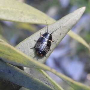 Ellipsidion australe at Waramanga, ACT - 14 Aug 2016