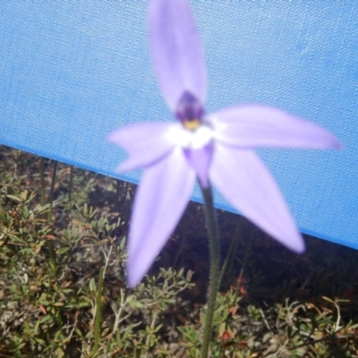 Glossodia major (Wax Lip Orchid) at Gossan Hill - 24 Sep 2016 by MichaelMulvaney