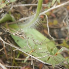Glossodia major at Undefined Area - suppressed