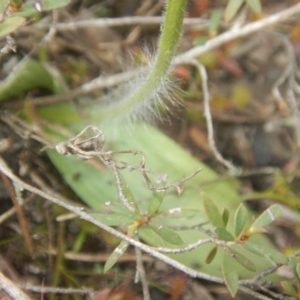 Glossodia major at Point 610 - 24 Sep 2016