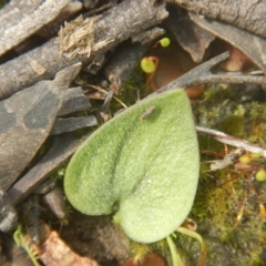 Eriochilus cucullatus (Parson's Bands) at Gossan Hill - 24 Sep 2016 by MichaelMulvaney