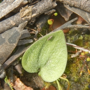 Eriochilus cucullatus at Point 610 - 24 Sep 2016