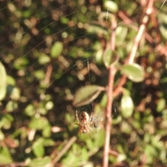 Hortophora sp. (genus) (Garden orb weaver) at Waramanga, ACT - 14 Aug 2016 by RyuCallaway