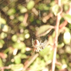 Hortophora sp. (genus) at Waramanga, ACT - 14 Aug 2016