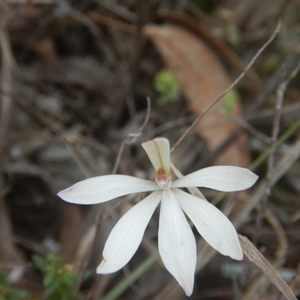 Caladenia fuscata at Point 610 - 24 Sep 2016