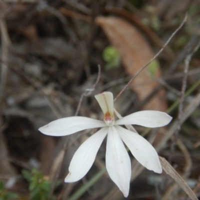 Caladenia fuscata (Dusky Fingers) at Bruce, ACT - 24 Sep 2016 by MichaelMulvaney