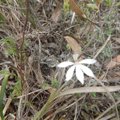 Caladenia fuscata at Point 610 - 24 Sep 2016