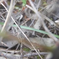 Caladenia fuscata at Point 610 - 24 Sep 2016