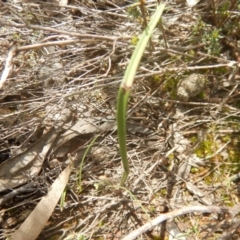 Thelymitra sp. at Gossan Hill - 24 Sep 2016 by MichaelMulvaney