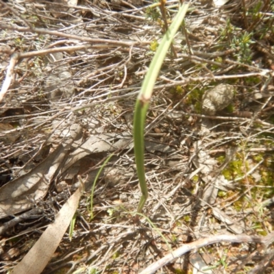 Thelymitra sp. at Gossan Hill - 24 Sep 2016 by MichaelMulvaney