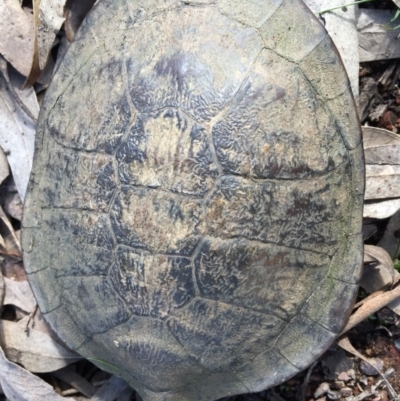 Chelodina longicollis (Eastern Long-necked Turtle) at Gungahlin, ACT - 24 Sep 2016 by CedricBear