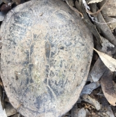 Chelodina longicollis (Eastern Long-necked Turtle) at Mulligans Flat - 24 Sep 2016 by CedricBear