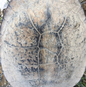 Chelodina longicollis at Gungahlin, ACT - 24 Sep 2016