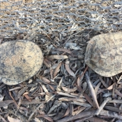 Chelodina longicollis (Eastern Long-necked Turtle) at Gungahlin, ACT - 24 Sep 2016 by CedricBear